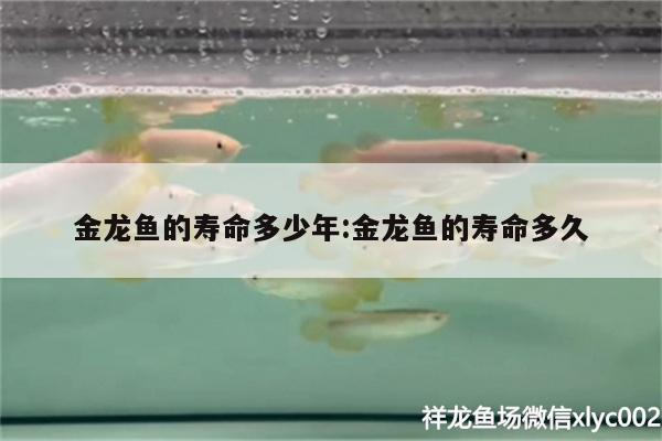 金龍魚(yú)的壽命多少年:金龍魚(yú)的壽命多久