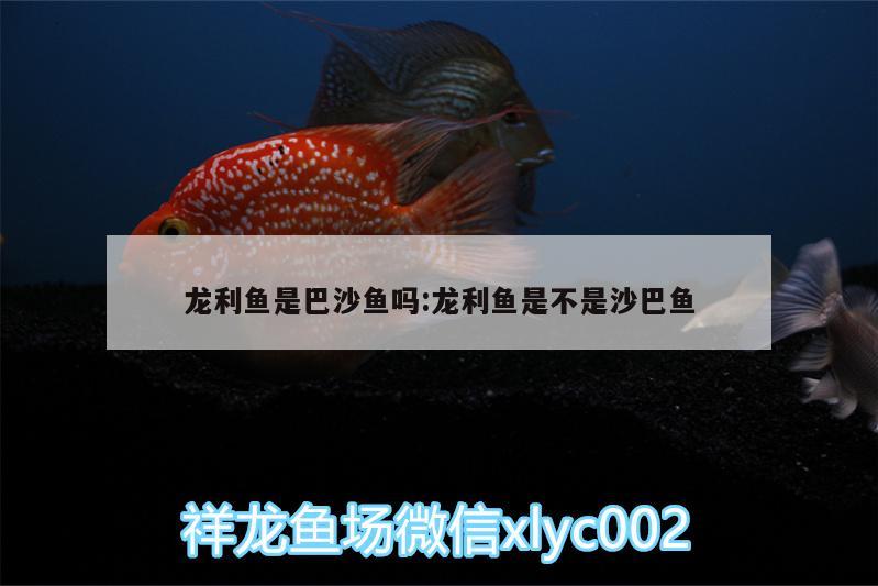 龍利魚是巴沙魚嗎:龍利魚是不是沙巴魚