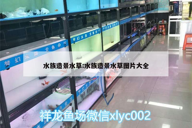 水族造景水草:水族造景水草圖片大全