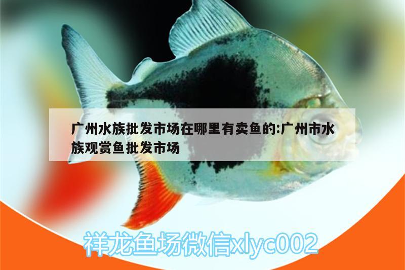 廣州水族批發(fā)市場在哪里有賣魚的:廣州市水族觀賞魚批發(fā)市場