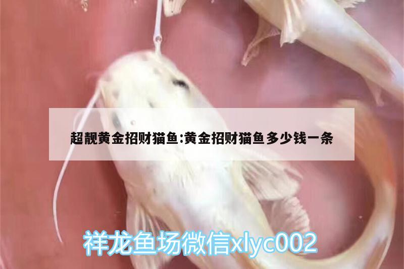 超靚黃金招財貓魚:黃金招財貓魚多少錢一條