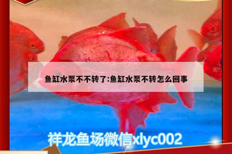 魚缸水泵不不轉(zhuǎn)了:魚缸水泵不轉(zhuǎn)怎么回事