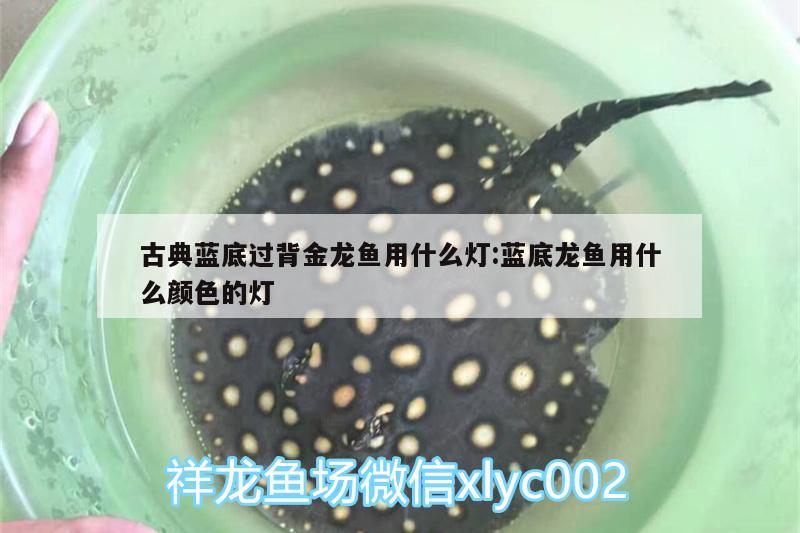 古典藍底過背金龍魚用什么燈:藍底龍魚用什么顏色的燈