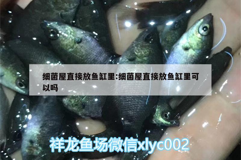 細菌屋直接放魚缸里:細菌屋直接放魚缸里可以嗎