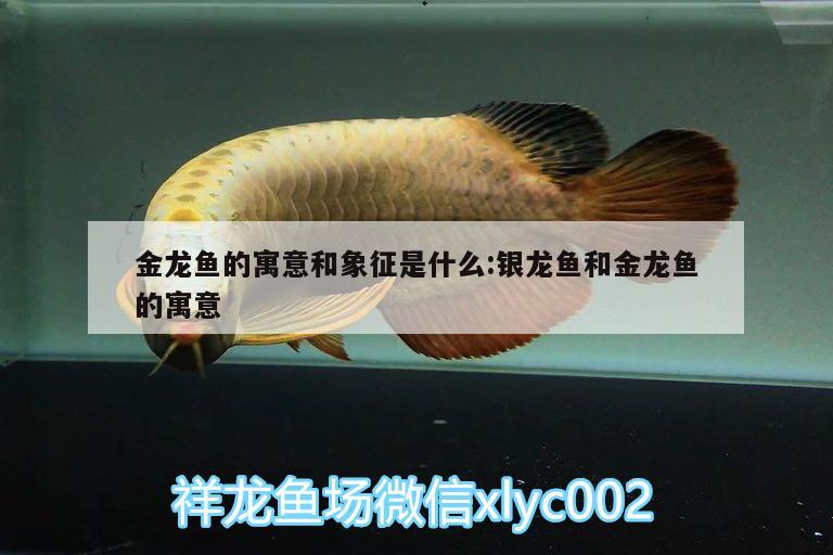 金龍魚的寓意和象征是什么:銀龍魚和金龍魚的寓意