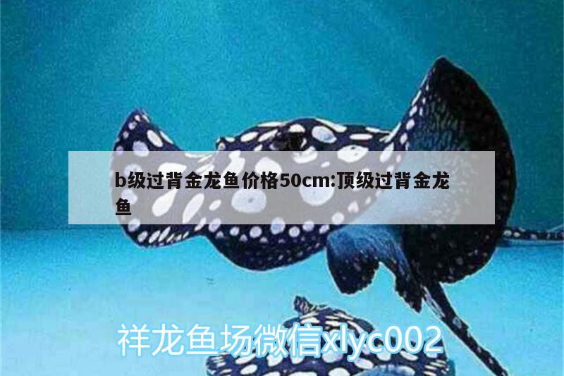 b級(jí)過(guò)背金龍魚價(jià)格50cm:頂級(jí)過(guò)背金龍魚 B級(jí)過(guò)背金龍魚