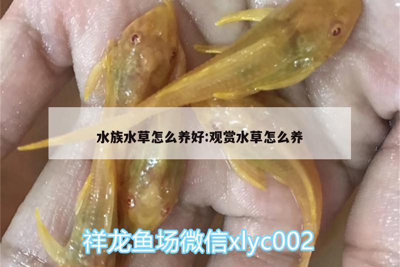 水族水草怎么養(yǎng)好:觀賞水草怎么養(yǎng)