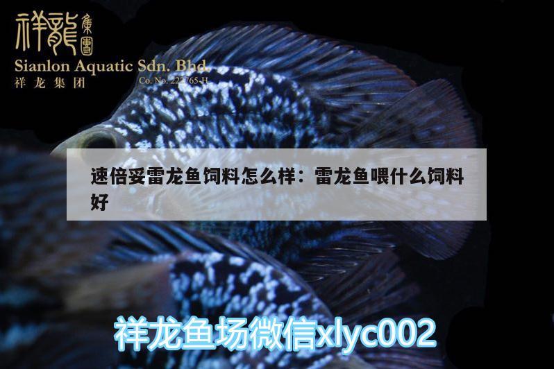 速倍妥雷龍魚飼料怎么樣:雷龍魚喂什么飼料好