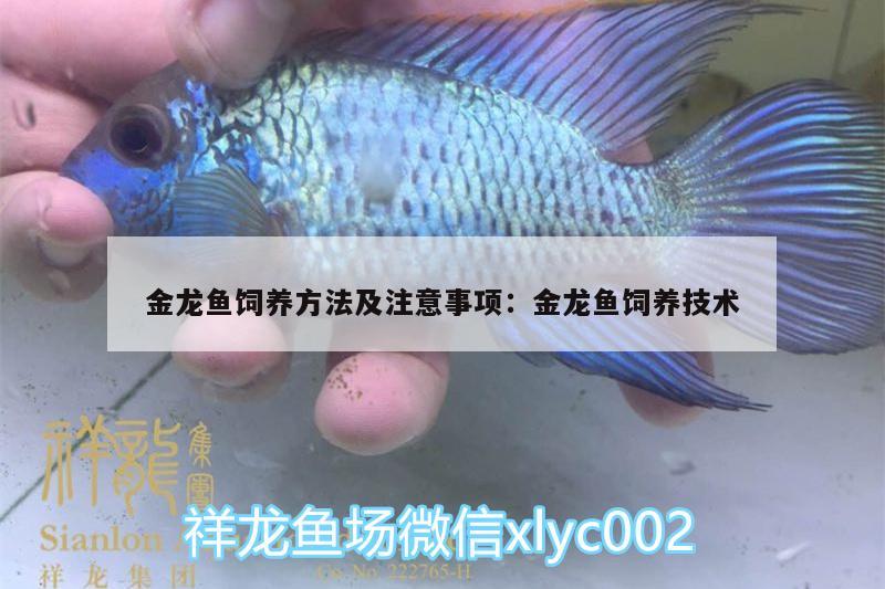 金龍魚飼養(yǎng)方法及注意事項:金龍魚飼養(yǎng)技術 水草