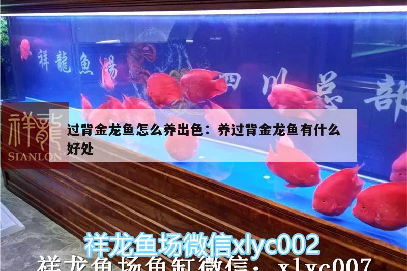 過背金龍魚怎么養(yǎng)出色:養(yǎng)過背金龍魚有什么好處