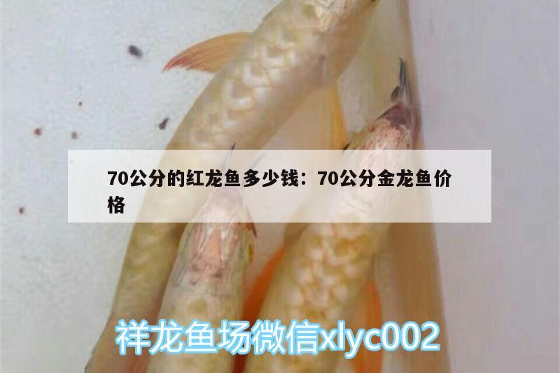 70公分的紅龍魚多少錢:70公分金龍魚價格 祥龍魚場