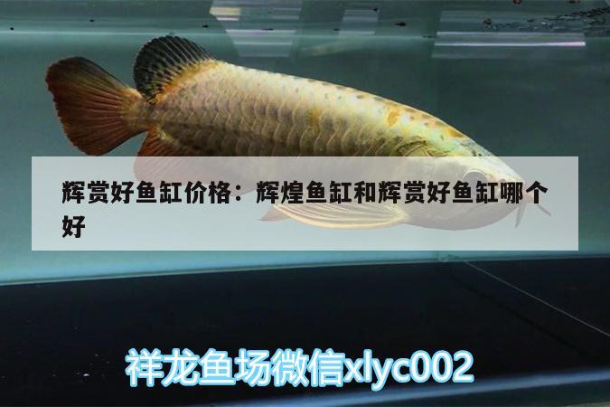 輝賞好魚缸價格:輝煌魚缸和輝賞好魚缸哪個好