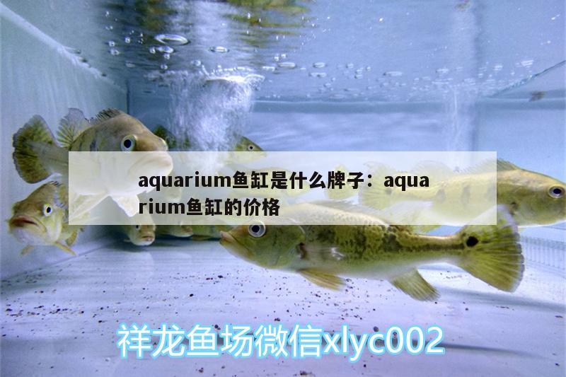 aquarium魚缸是什么牌子:aquarium魚缸的價(jià)格 白化巴西龜（白巴）