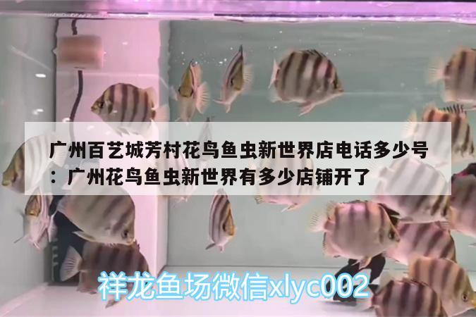 廣州百藝城芳村花鳥魚蟲新世界店電話多少號:廣州花鳥魚蟲新世界有多少店鋪開了 元寶鳳凰魚