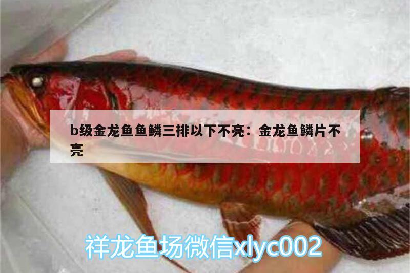 b級(jí)金龍魚魚鱗三排以下不亮:金龍魚鱗片不亮 巴西亞魚苗