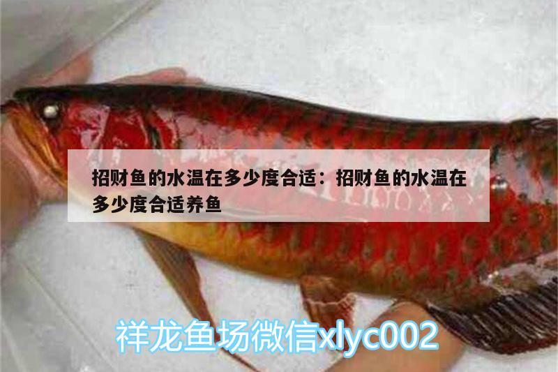 招財魚的水溫在多少度合適:招財魚的水溫在多少度合適養(yǎng)魚