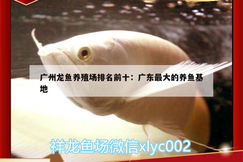 廣州龍魚養(yǎng)殖場排名前十:廣東最大的養(yǎng)魚基地