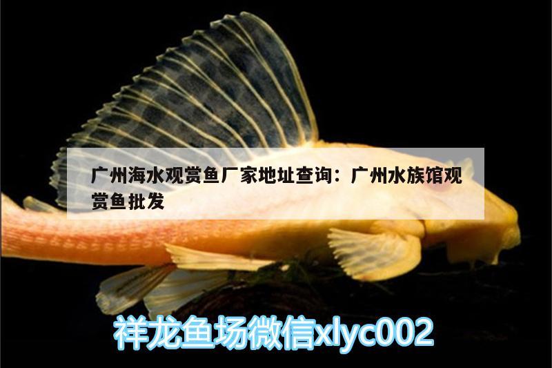 廣州海水觀賞魚廠家地址查詢:廣州水族館觀賞魚批發(fā) 觀賞魚批發(fā)