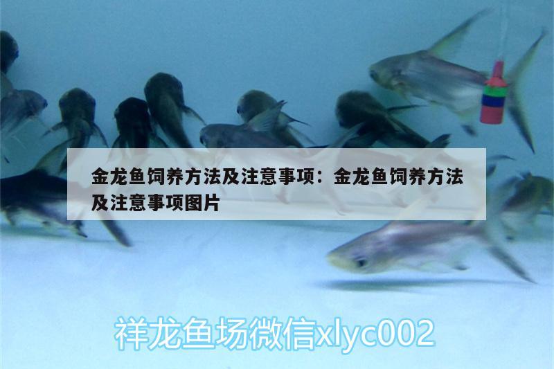 金龍魚飼養(yǎng)方法及注意事項(xiàng):金龍魚飼養(yǎng)方法及注意事項(xiàng)圖片 夢幻雷龍魚