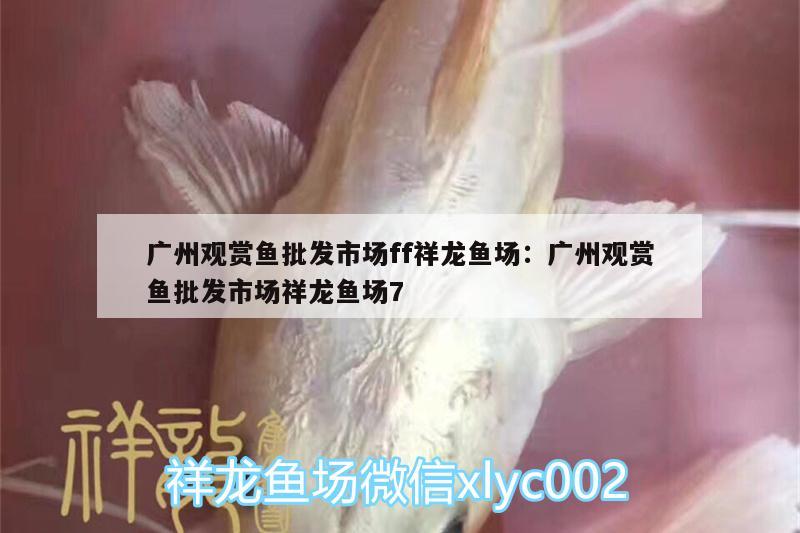 廣州觀賞魚批發(fā)市場ff祥龍魚場:廣州觀賞魚批發(fā)市場祥龍魚場7 觀賞魚批發(fā)