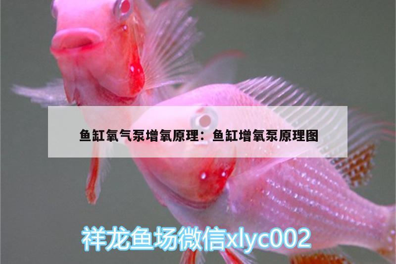 魚缸氧氣泵增氧原理:魚缸增氧泵原理圖