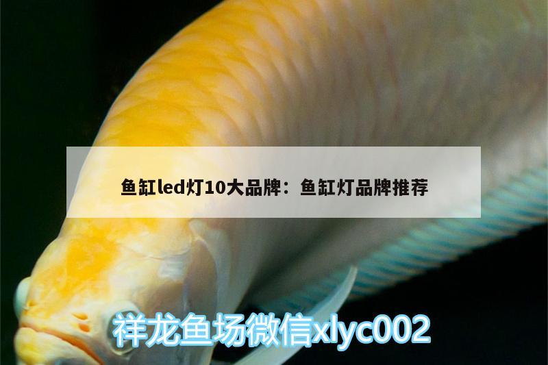 魚缸led燈10大品牌:魚缸燈品牌推薦 黑桃A魚苗