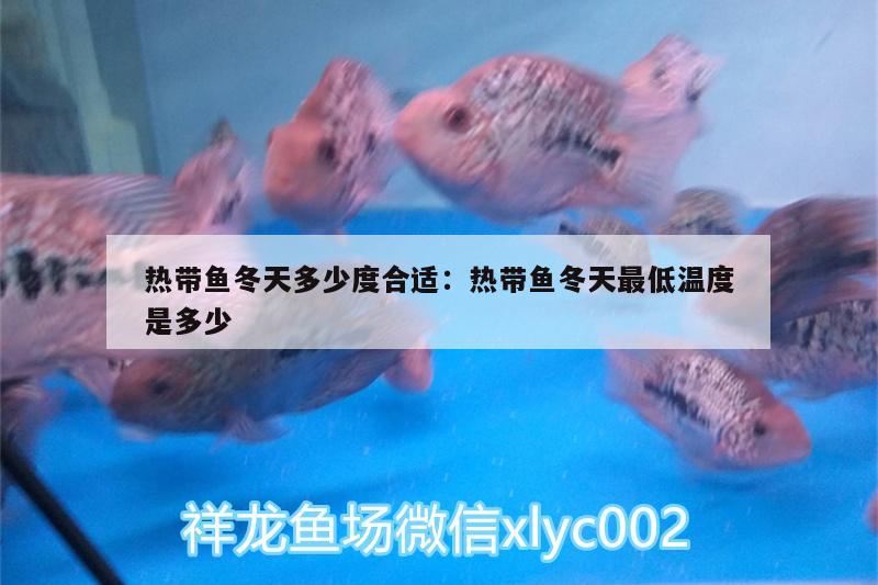 熱帶魚冬天多少度合適:熱帶魚冬天最低溫度是多少 溫控設(shè)備