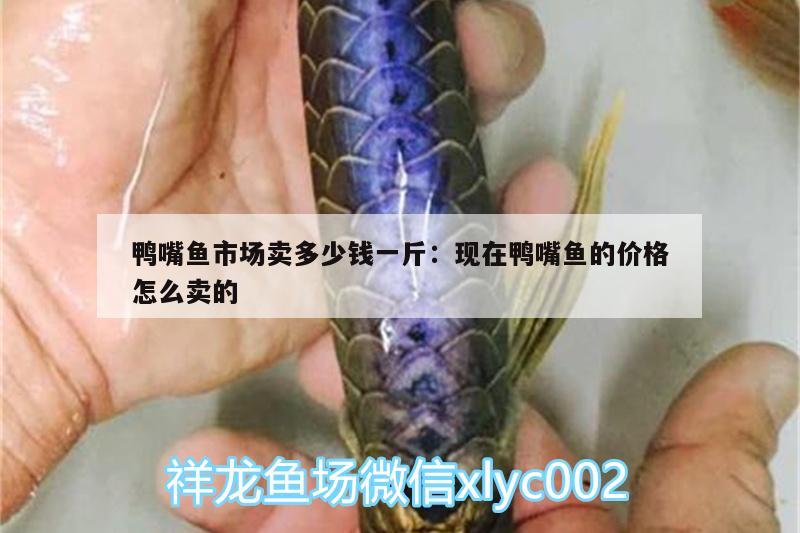 鴨嘴魚市場賣多少錢一斤:現(xiàn)在鴨嘴魚的價(jià)格怎么賣的 刀魚魚