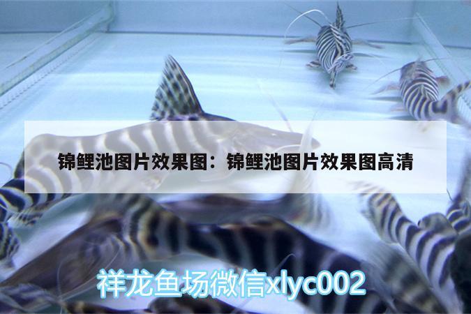 錦鯉池圖片效果圖:錦鯉池圖片效果圖高清 月光鴨嘴魚苗 第2張