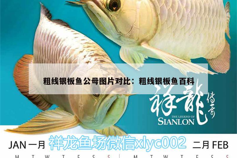 粗線銀板魚公母圖片對比:粗線銀板魚百科