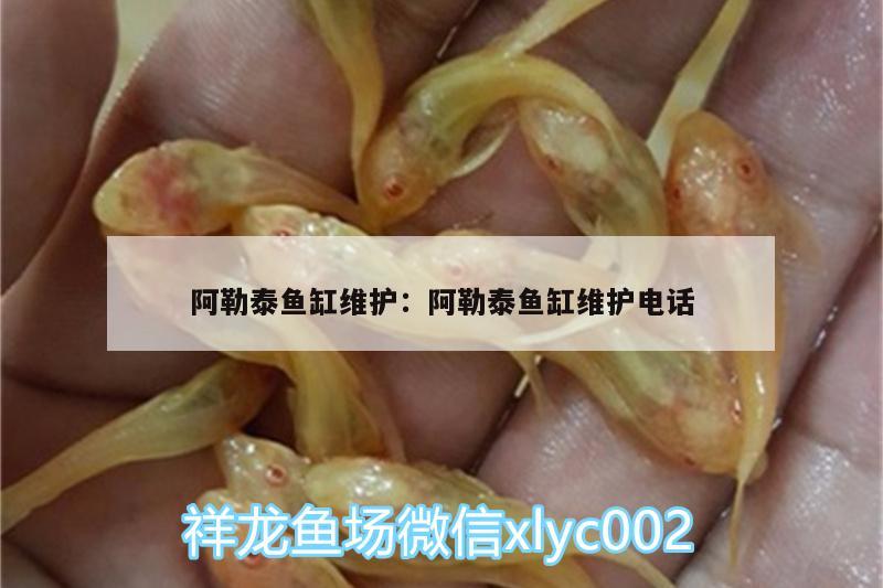 阿勒泰魚缸維護(hù):阿勒泰魚缸維護(hù)電話 觀賞魚市場(chǎng)