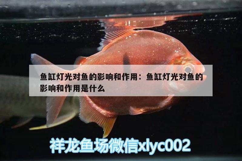 魚缸燈光對魚的影響和作用:魚缸燈光對魚的影響和作用是什么 溫控設(shè)備