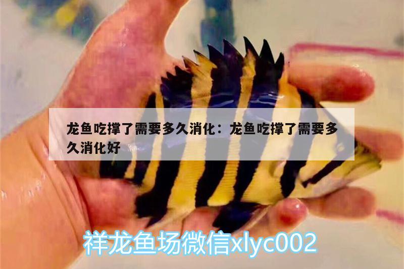 龍魚吃撐了需要多久消化:龍魚吃撐了需要多久消化好