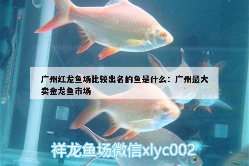 廣州紅龍魚(yú)場(chǎng)比較出名的魚(yú)是什么:廣州最大賣金龍魚(yú)市場(chǎng) 照明器材