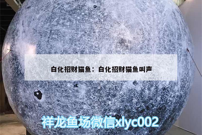 白化招財(cái)貓魚:白化招財(cái)貓魚叫聲 孵化器