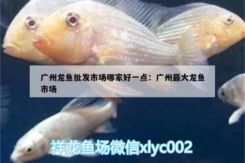 廣州龍魚批發(fā)市場哪家好一點(diǎn):廣州最大龍魚市場 龍魚批發(fā)