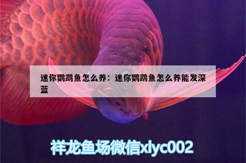 迷你鸚鵡魚(yú)怎么養(yǎng):迷你鸚鵡魚(yú)怎么養(yǎng)能發(fā)深藍(lán)