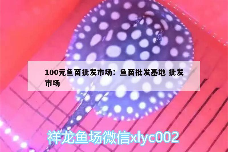 100元魚苗批發(fā)市場:魚苗批發(fā)基地批發(fā)市場 高背金龍魚