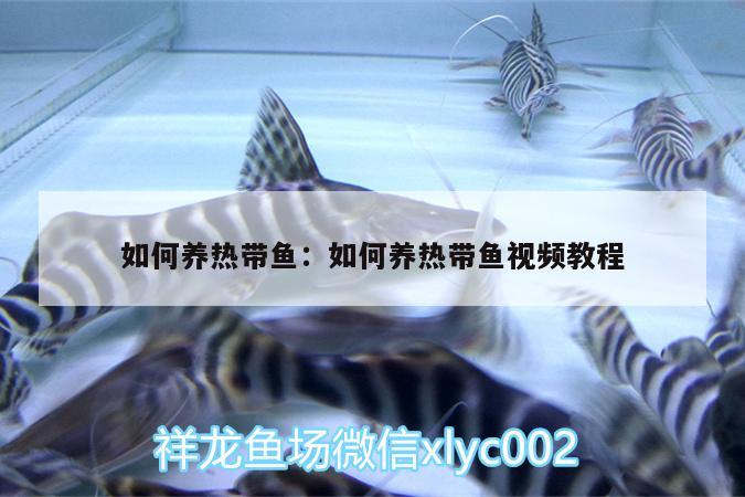 如何養(yǎng)熱帶魚:如何養(yǎng)熱帶魚視頻教程