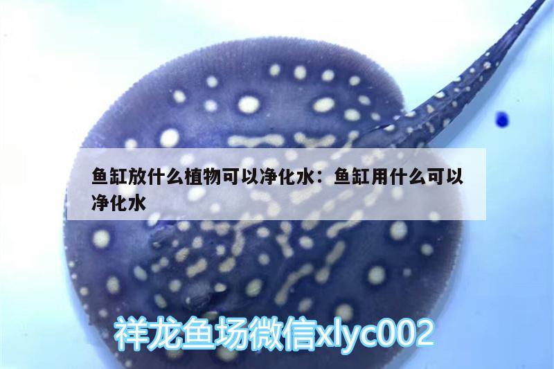 魚缸放什么植物可以凈化水:魚缸用什么可以凈化水