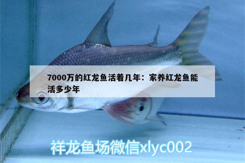 7000萬(wàn)的紅龍魚活著幾年:家養(yǎng)紅龍魚能活多少年