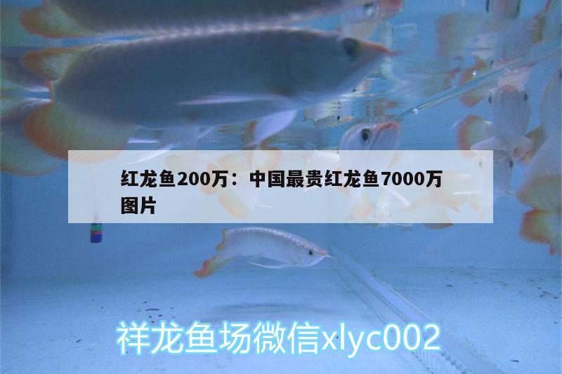 紅龍魚200萬:中國最貴紅龍魚7000萬圖片 玫瑰銀版魚