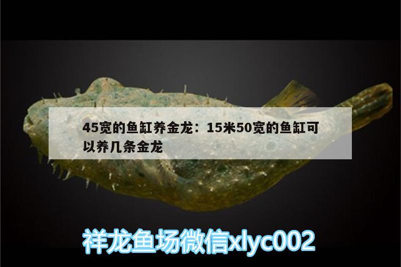 45寬的魚缸養(yǎng)金龍:15米50寬的魚缸可以養(yǎng)幾條金龍 眼斑魚