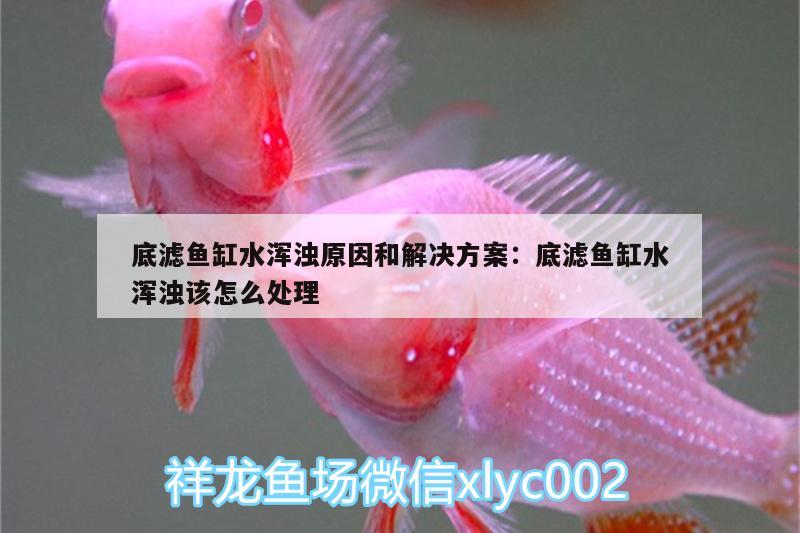 底濾魚缸水渾濁原因和解決方案:底濾魚缸水渾濁該怎么處理 魚缸/水族箱