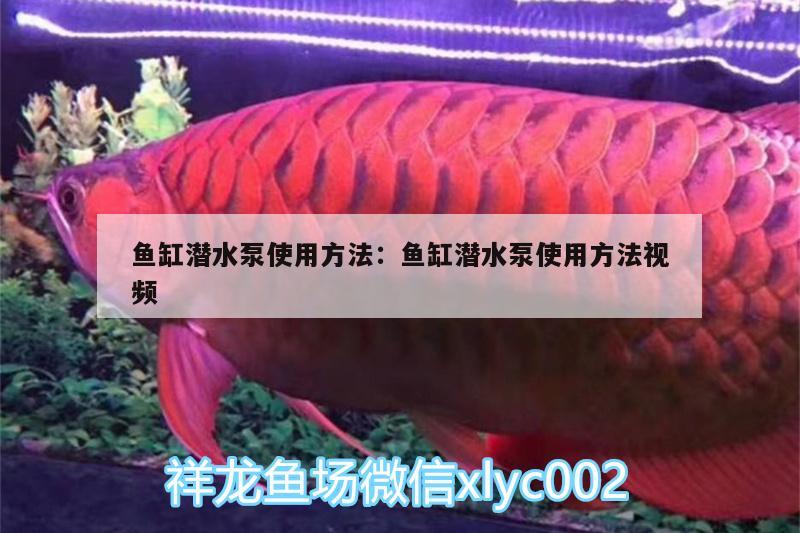 魚缸潛水泵使用方法:魚缸潛水泵使用方法視頻 黑云魚