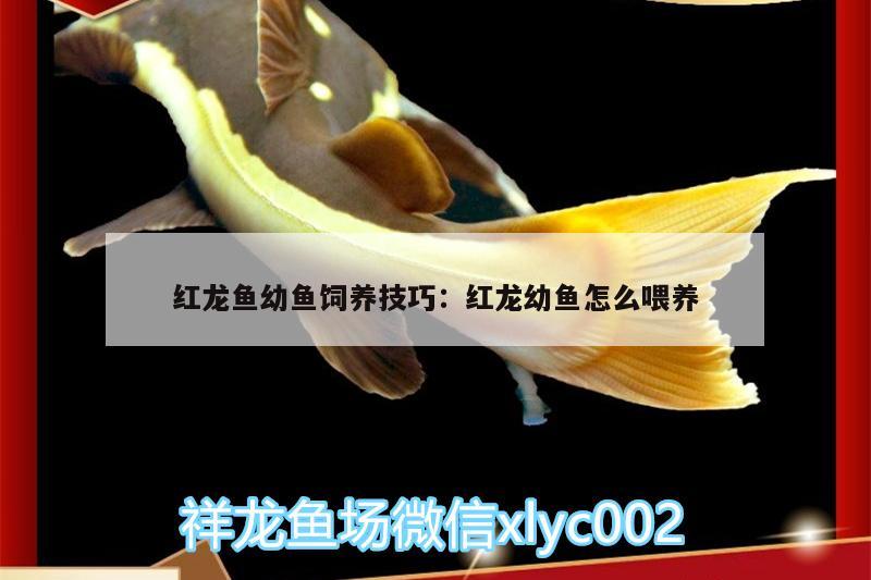 紅龍魚幼魚飼養(yǎng)技巧:紅龍幼魚怎么喂養(yǎng)