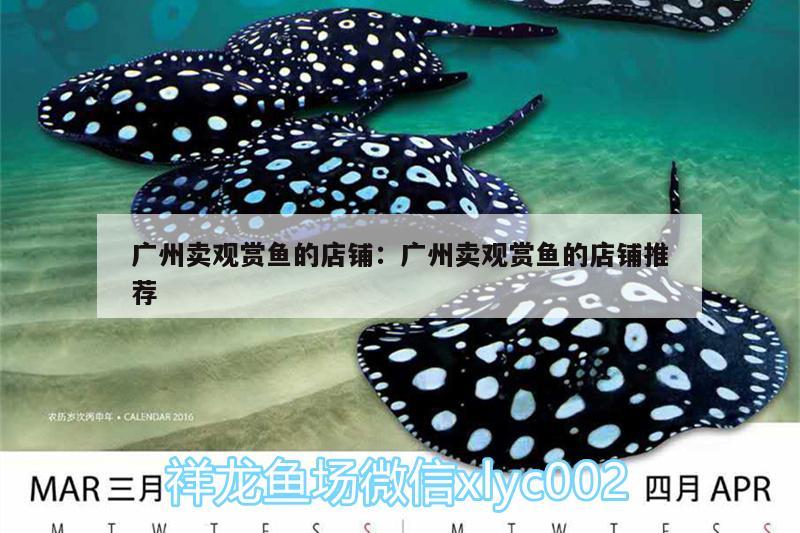 廣州賣觀賞魚的店鋪:廣州賣觀賞魚的店鋪推薦 黃金招財貓魚