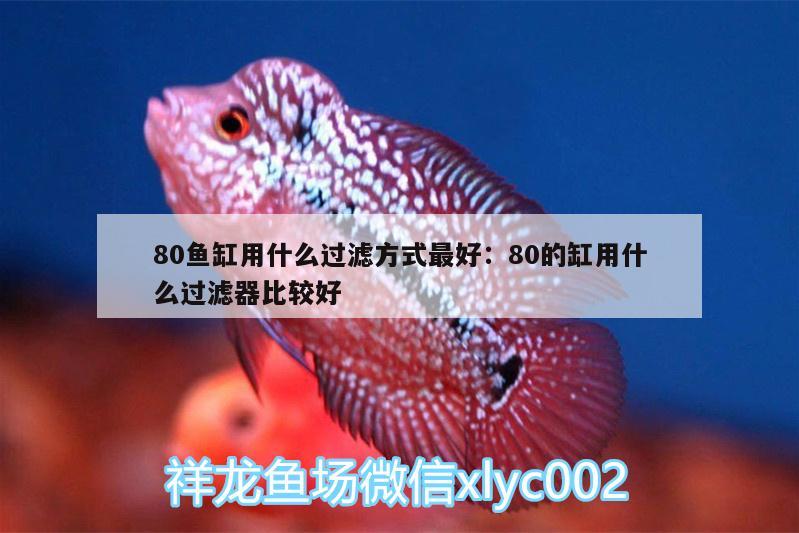 80魚缸用什么過濾方式最好:80的缸用什么過濾器比較好 福滿鉆魚 第2張