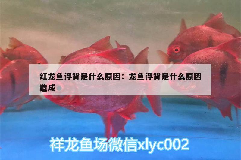 紅龍魚浮背是什么原因:龍魚浮背是什么原因造成