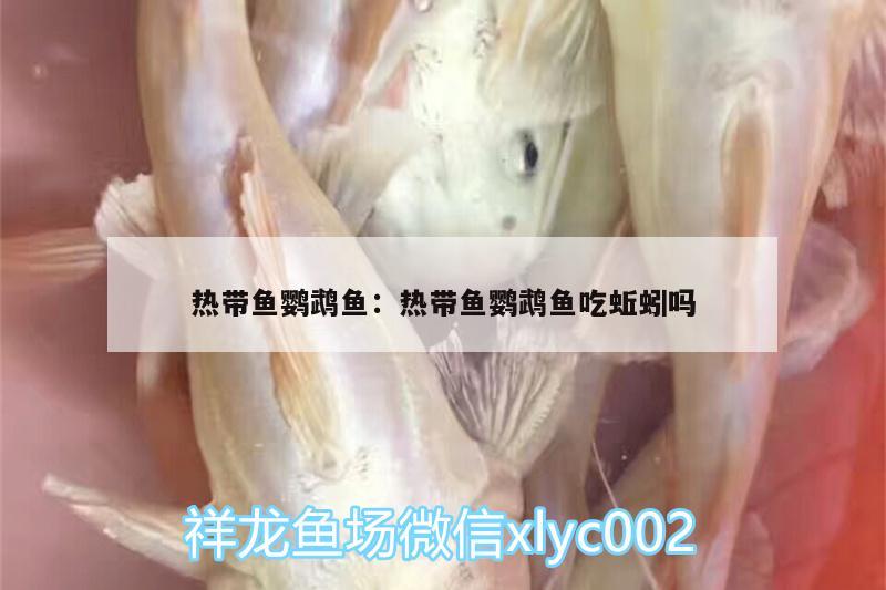 熱帶魚鸚鵡魚:熱帶魚鸚鵡魚吃蚯蚓嗎